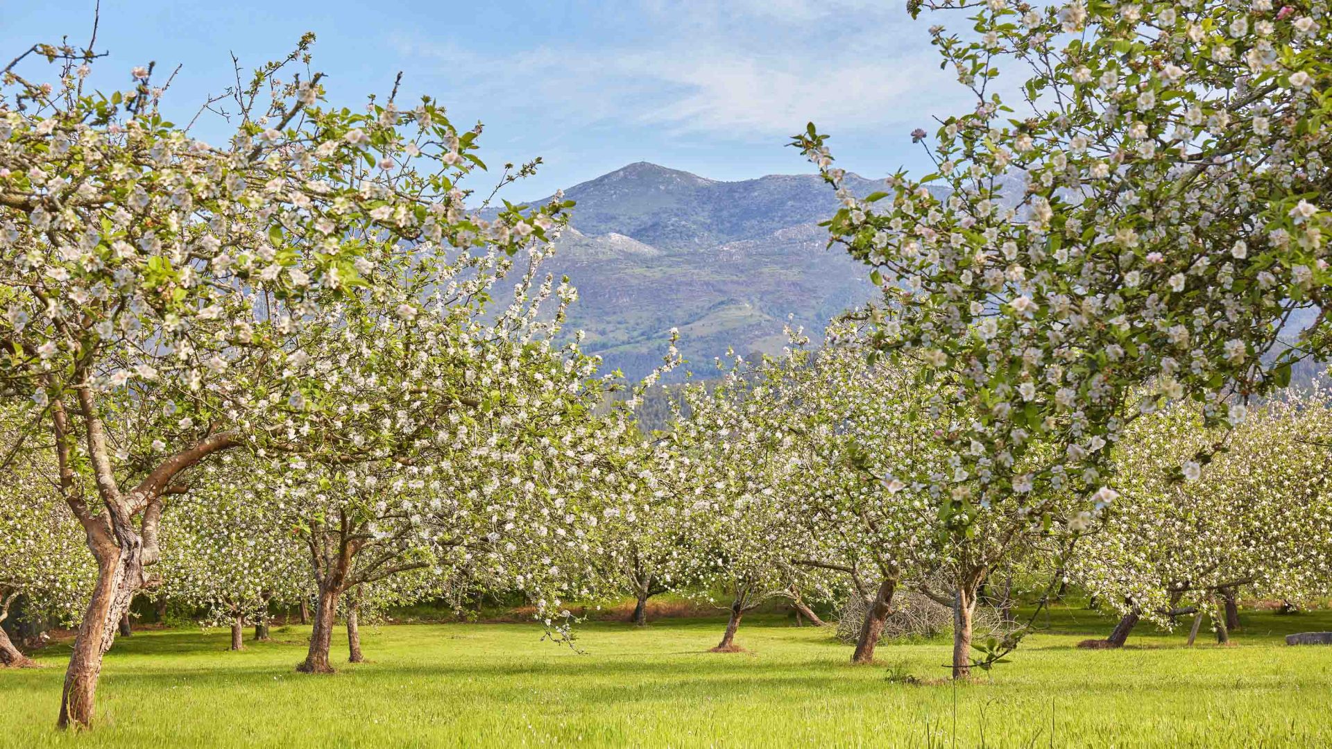 Rows of blossoming apple trees.