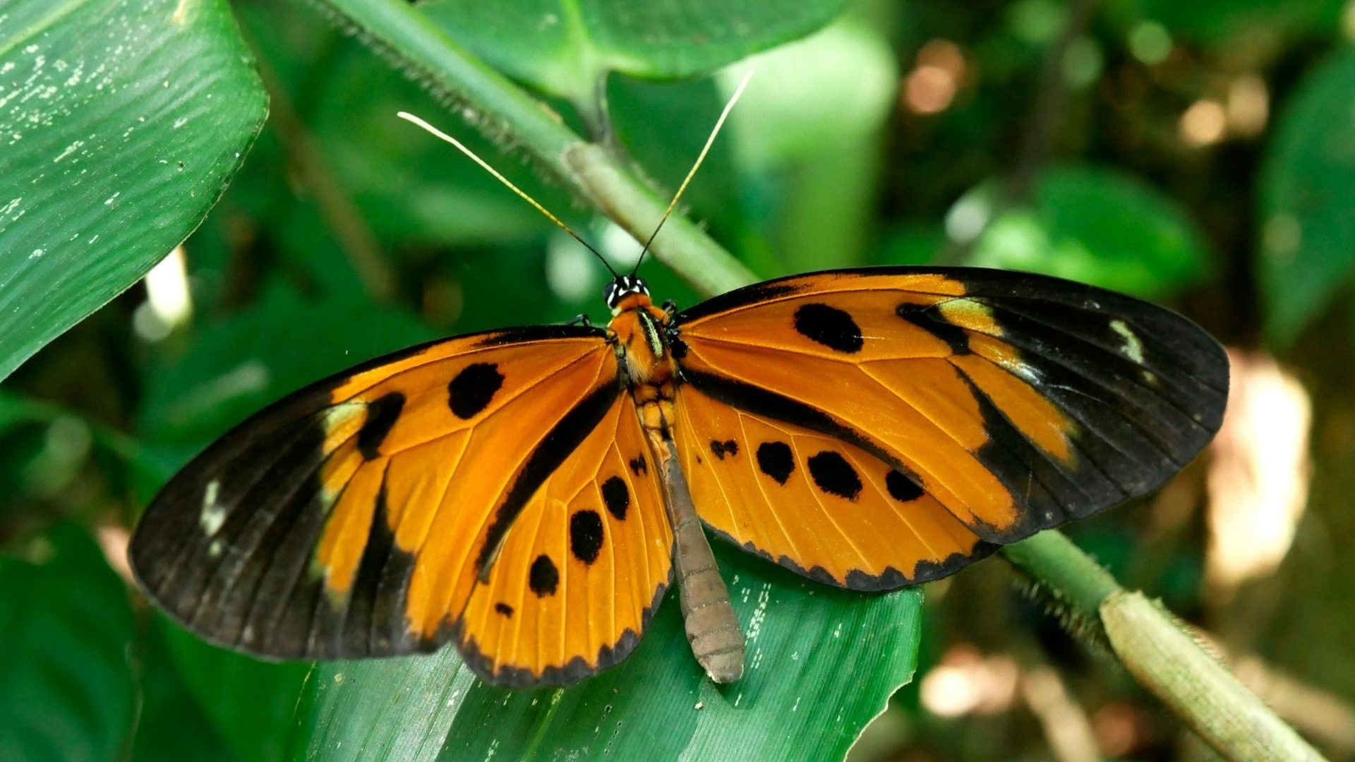 A close-up of an orange butterfly with black spots on a bright green leaf