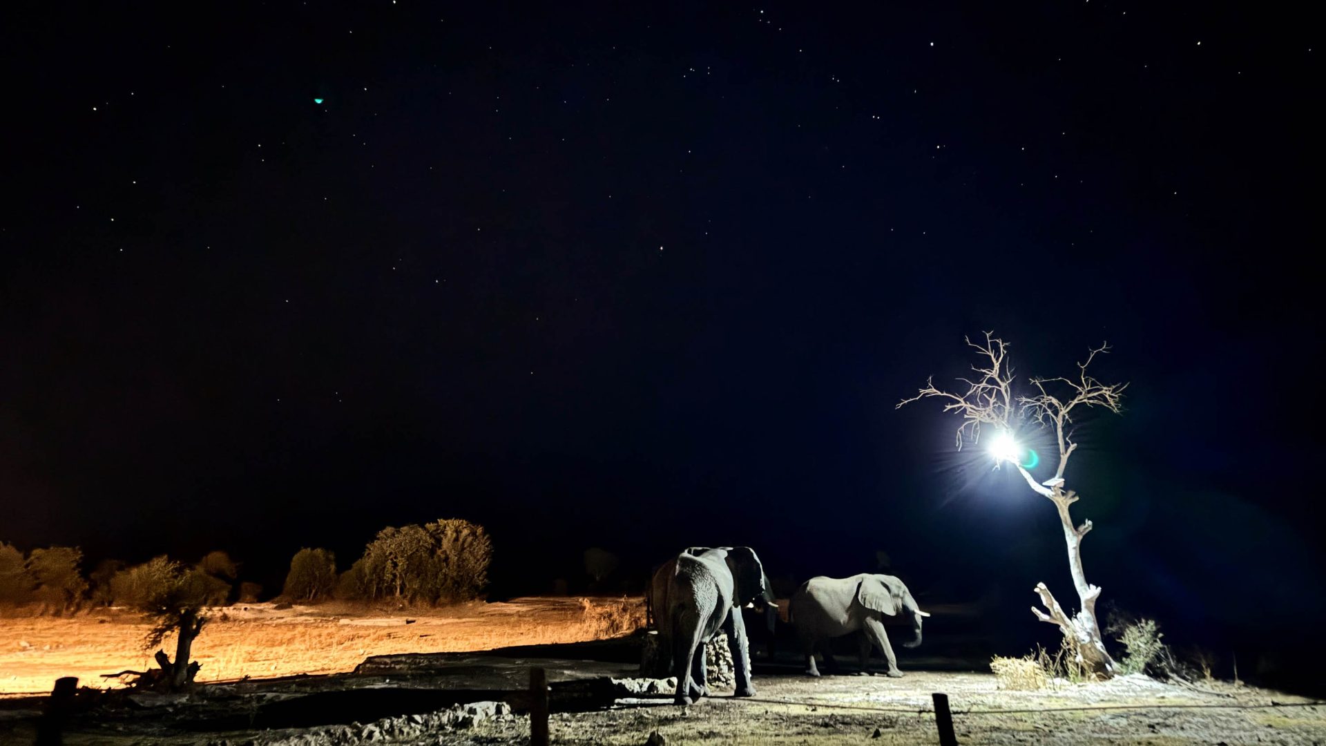 Two elephants by a tree under a starry night sky.