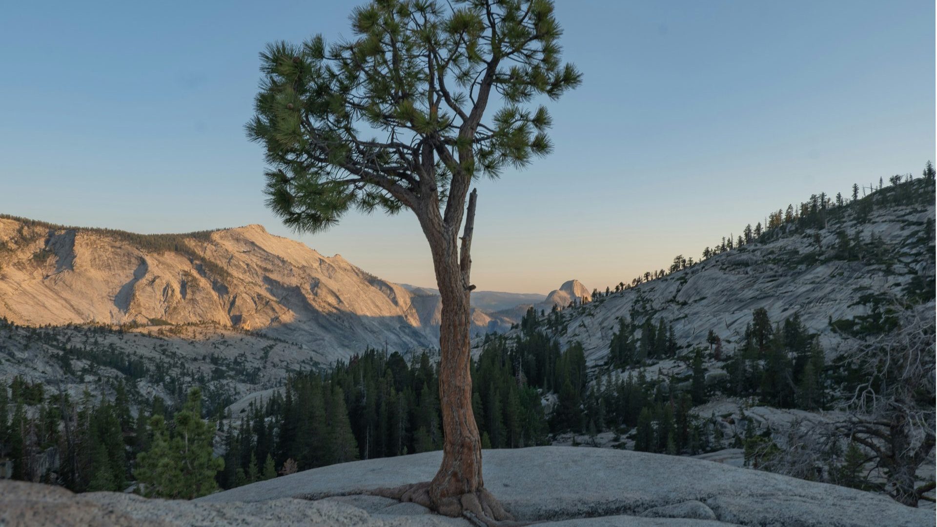 Mountain peaks in golden light and one singular tree