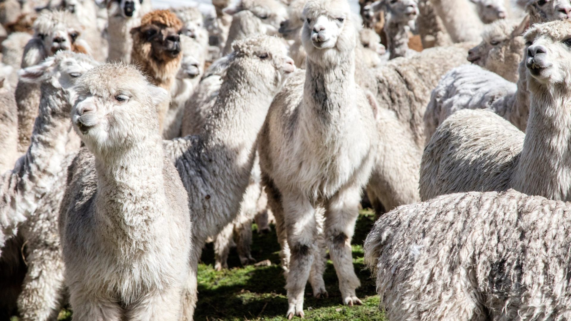 Group of white alpacas.