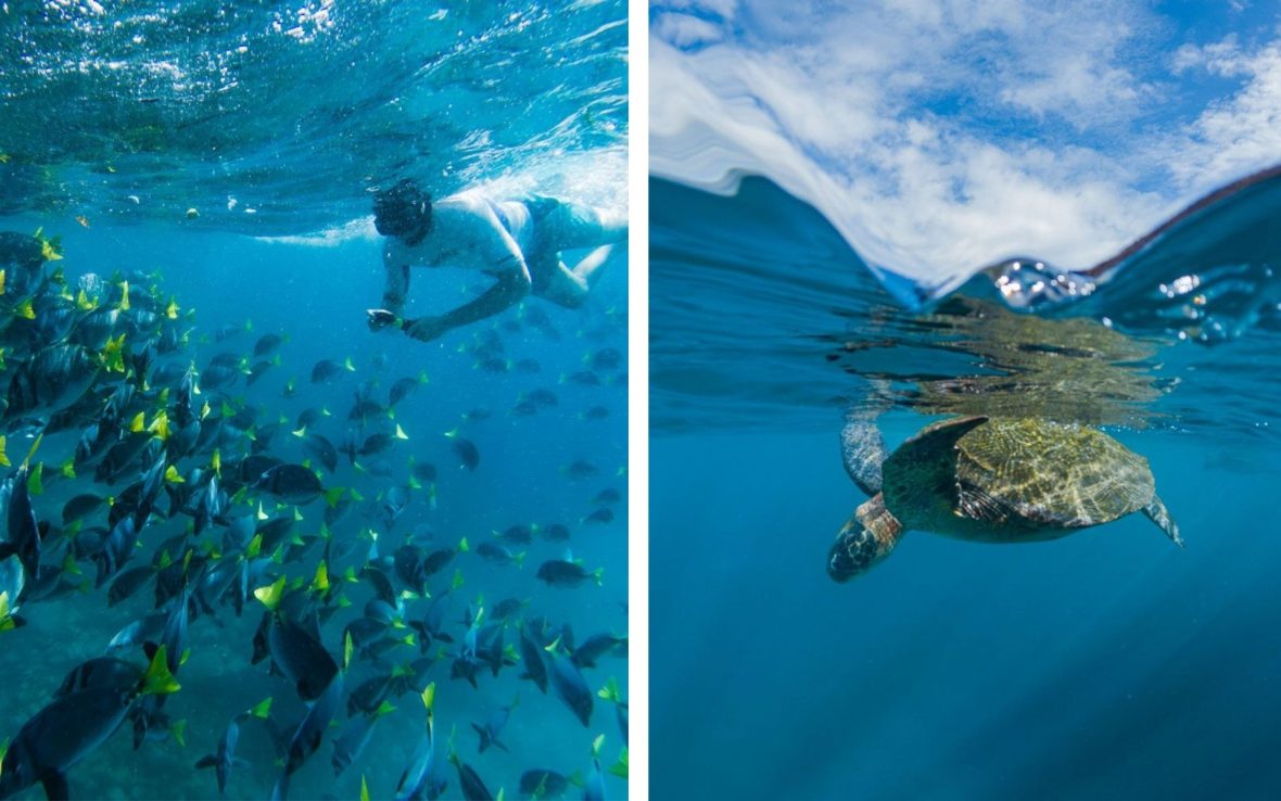 Left: A snorkeler videos a shoal of fish; Right: A turtle swimming just below the surface of the water
