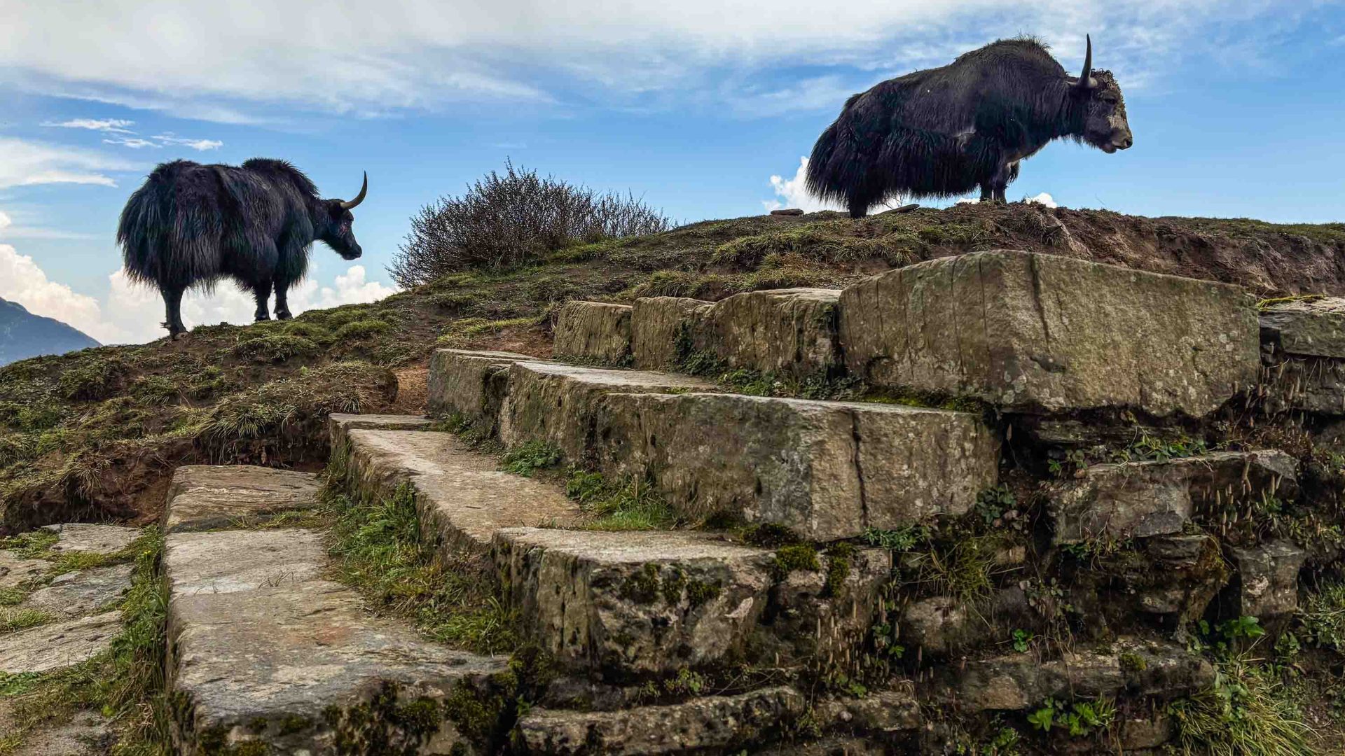 Two yaks walk up stone stairs on a trail.