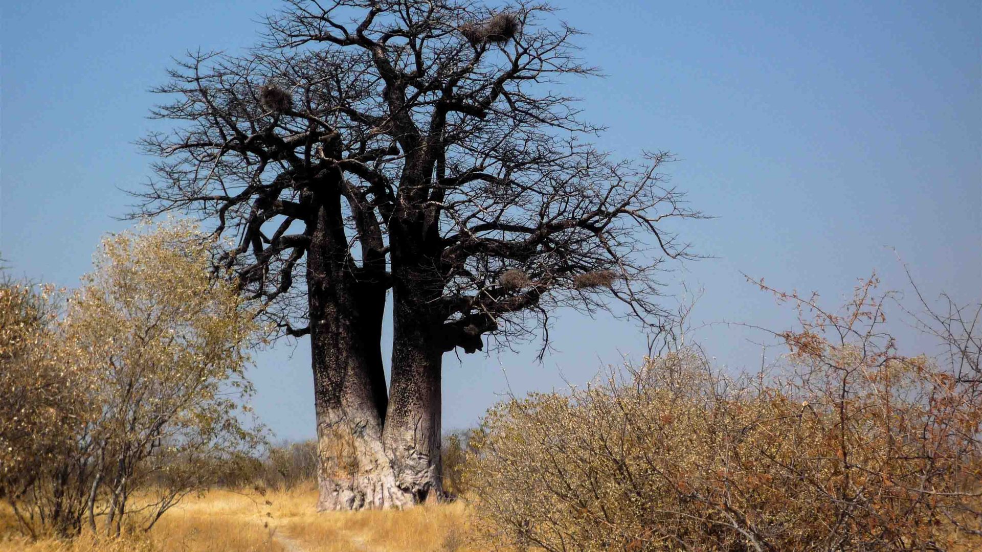 A tree in yellow scrubland.