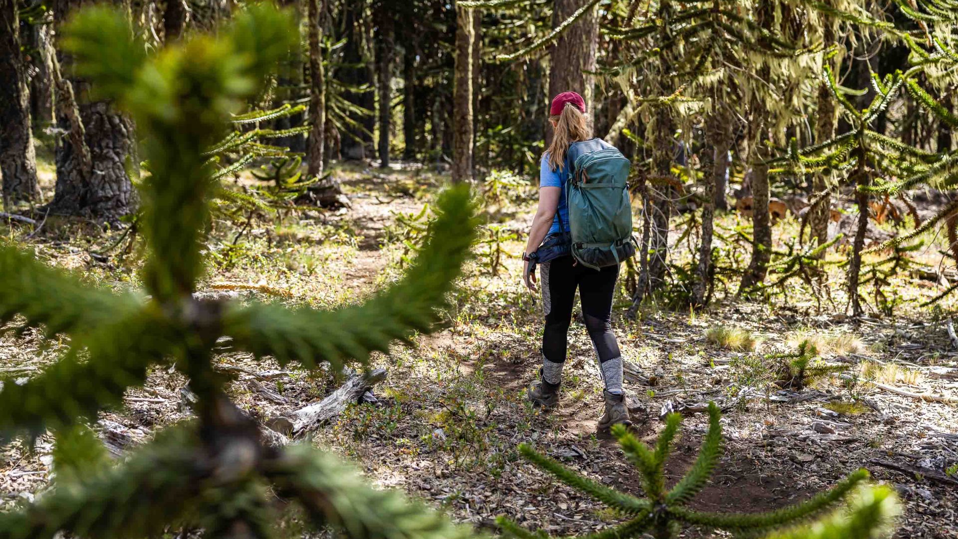 A woman walks through forests.