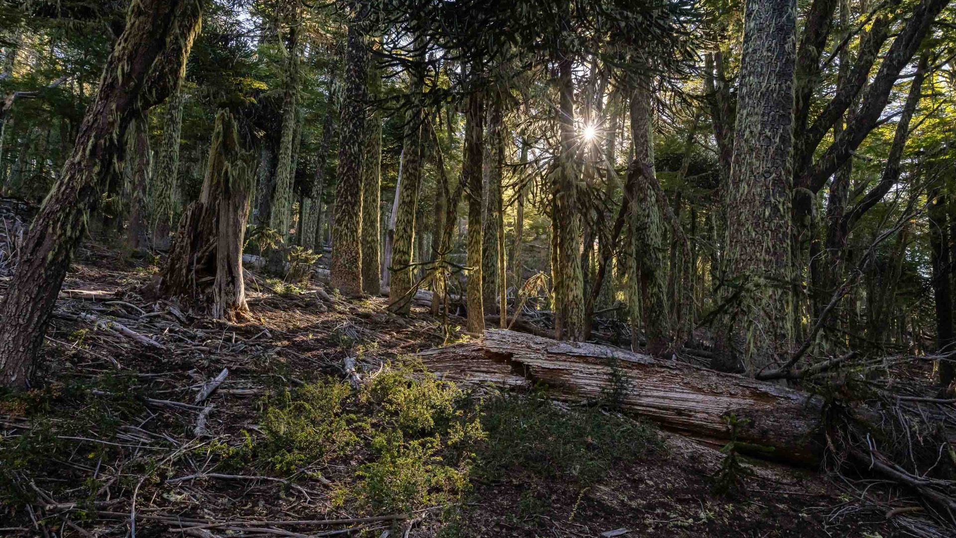 The sun comes through a forest.