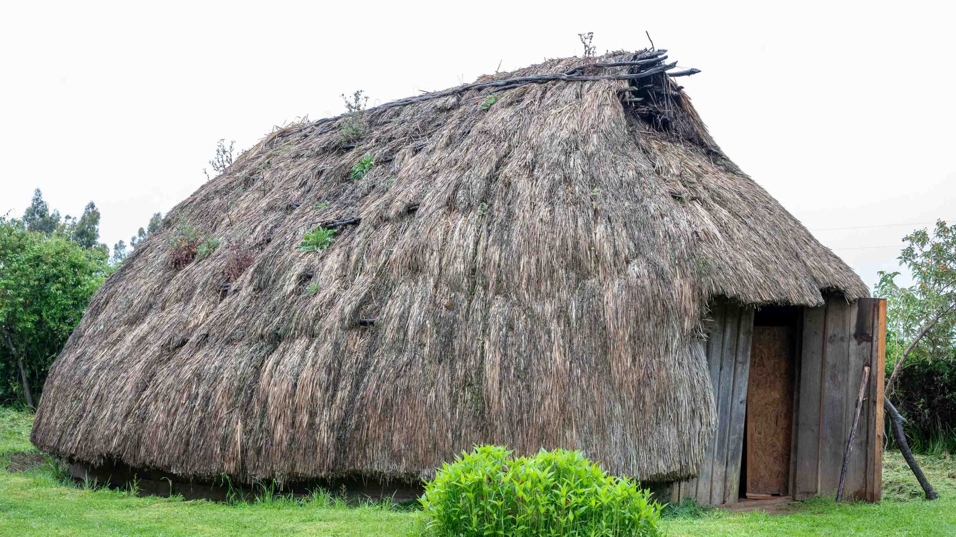 A building made from thatched grasses.