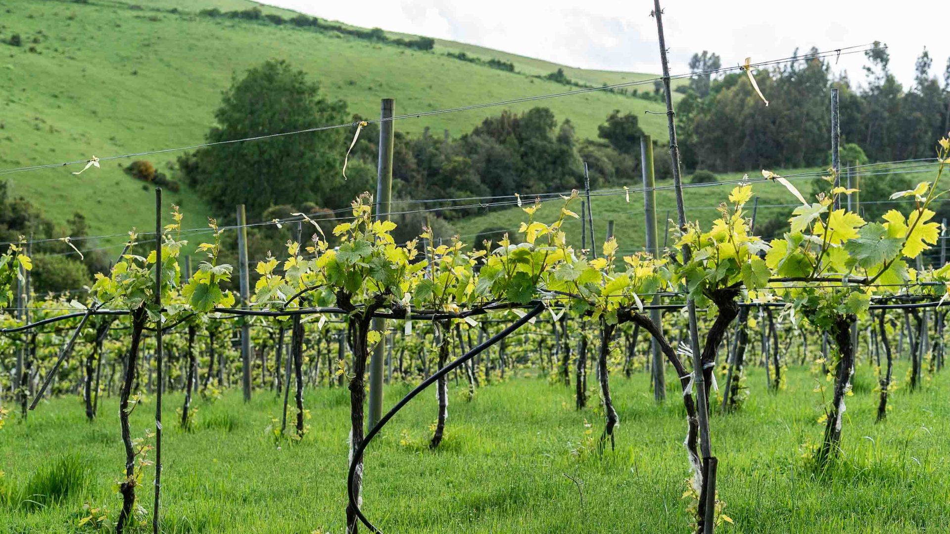 Rows of grape vines in a vineyard.