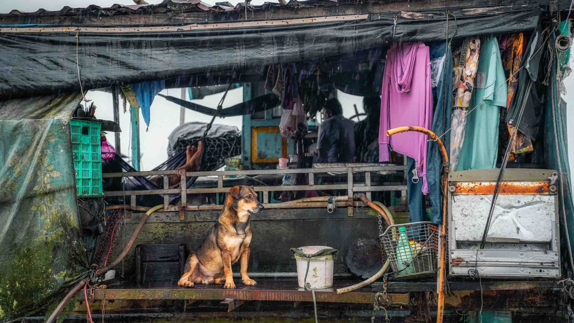 A dog on the front of a house in the river.