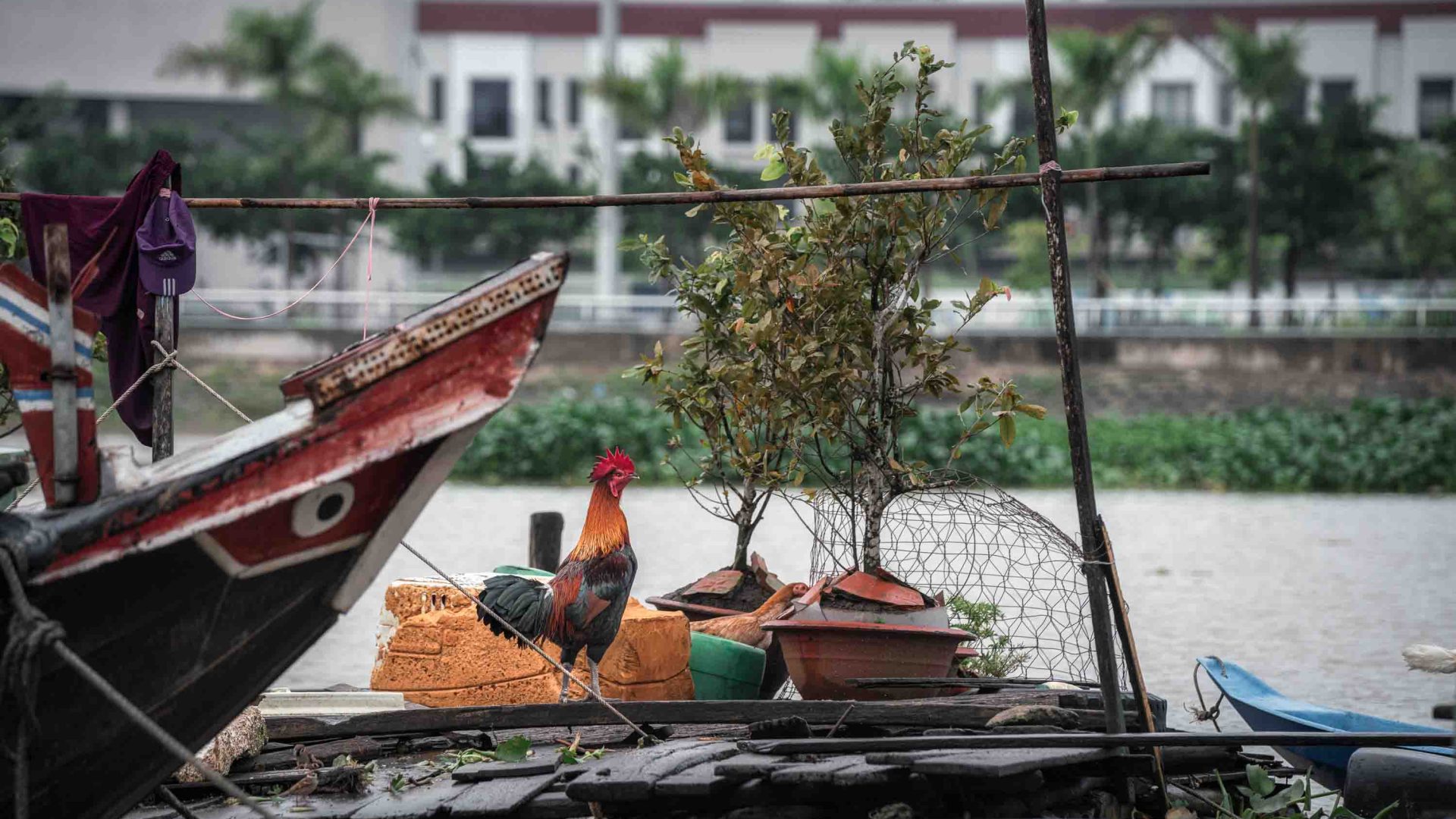 A rooster sits on a boat.