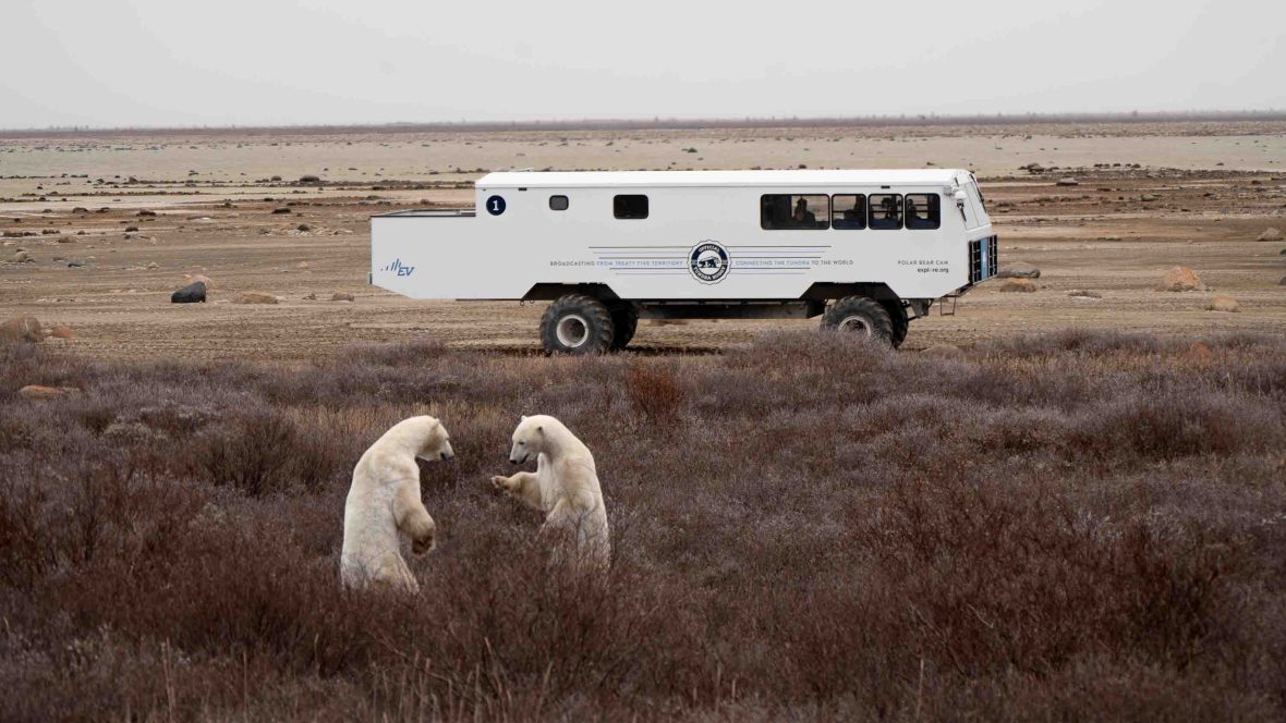 What do rising temperatures mean for polar bear populations and their human neighbors?