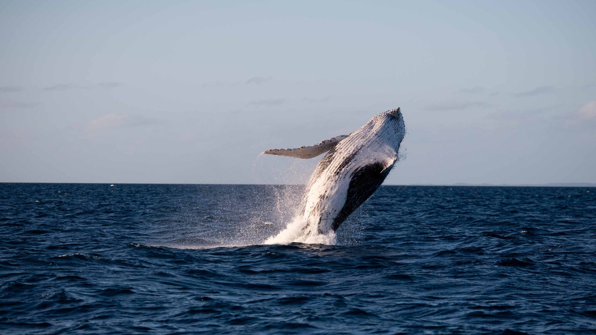 A whale breaches in the ocean