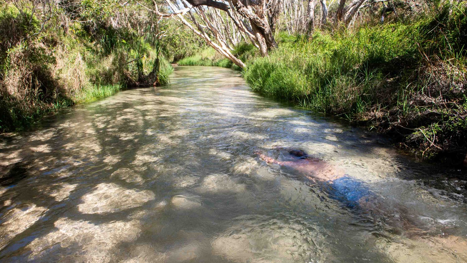 A person swims underwater in a clear creek.