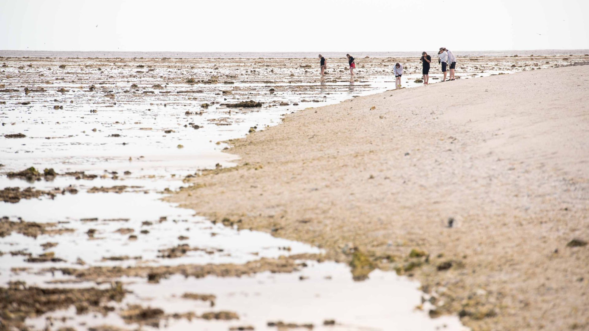 People walk along a reef at low tide.