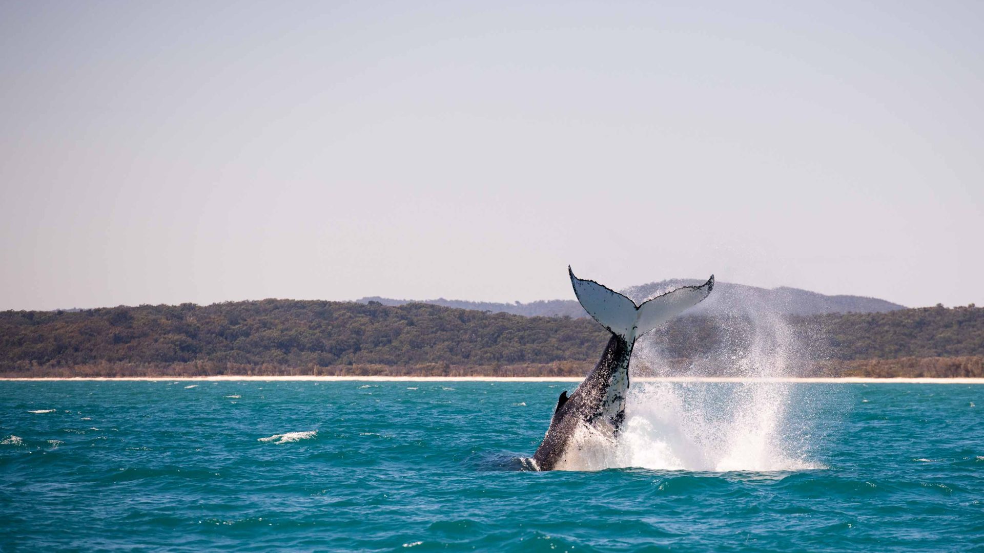 A whale with its tail in the air goes under water.