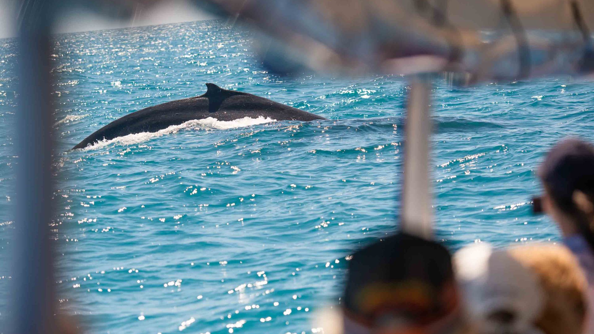 Tourists on a Pacific Whale Foundation tour watch a whale glide past the boat.