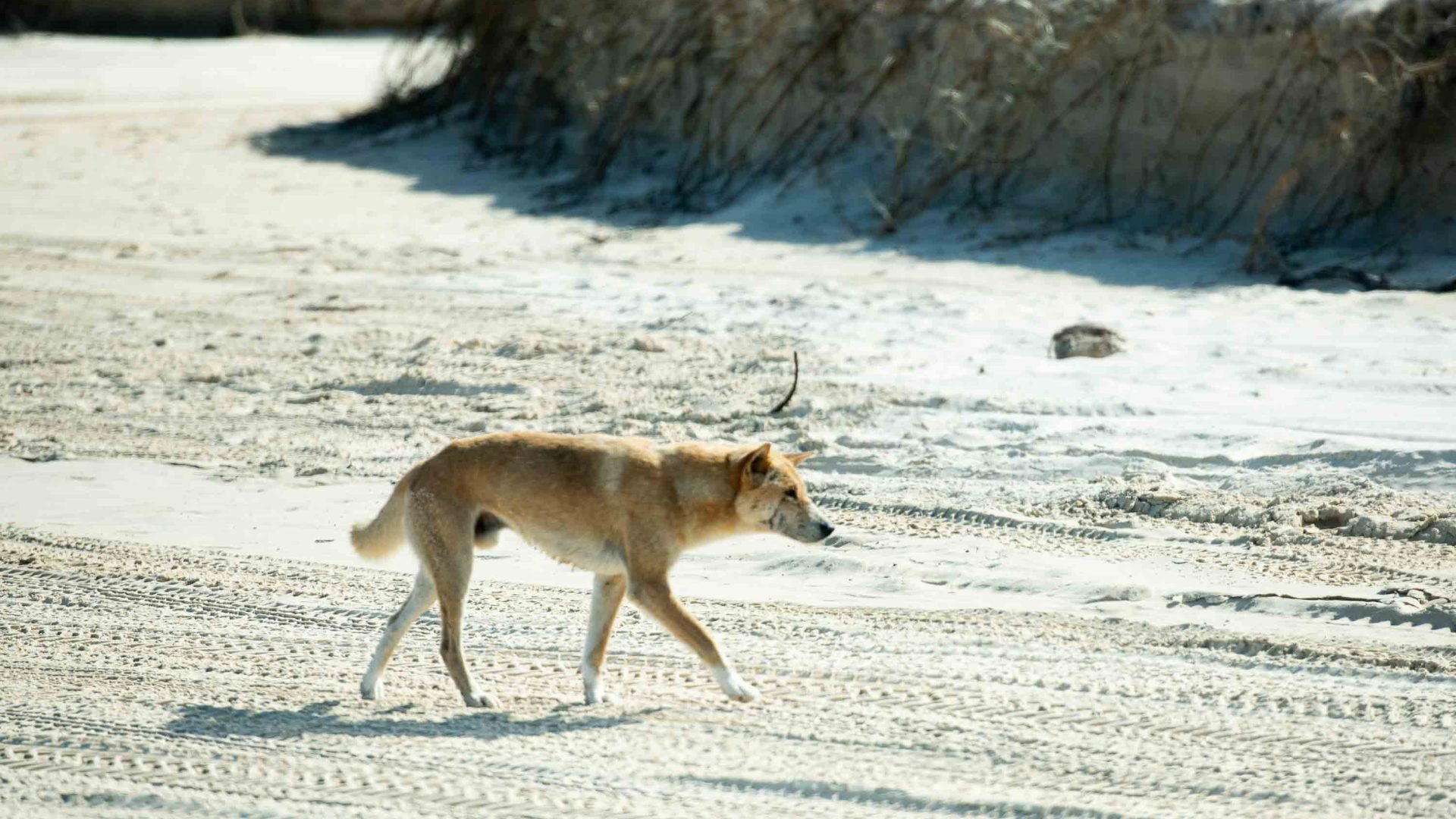 A dingo on the beach.