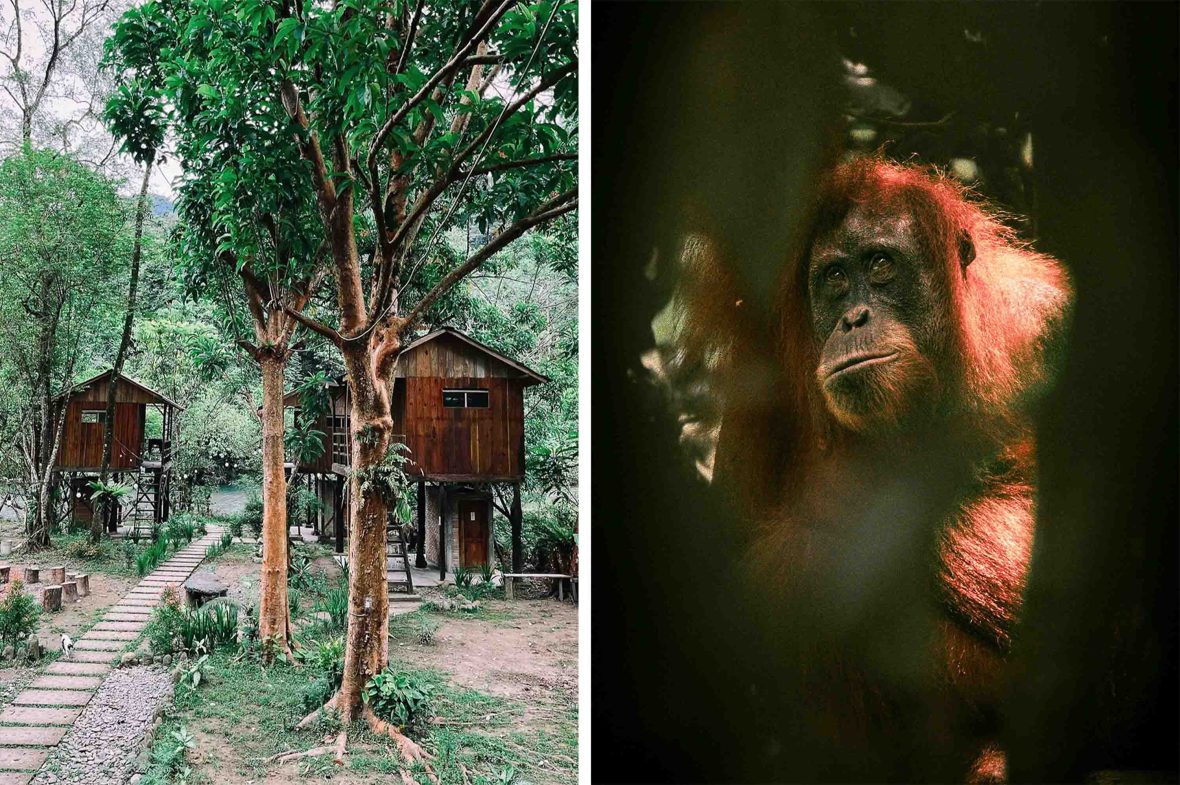 Left: A couple of wooden huts on stilts in a forest. Right: A brown oranguran in dark shadowy light.