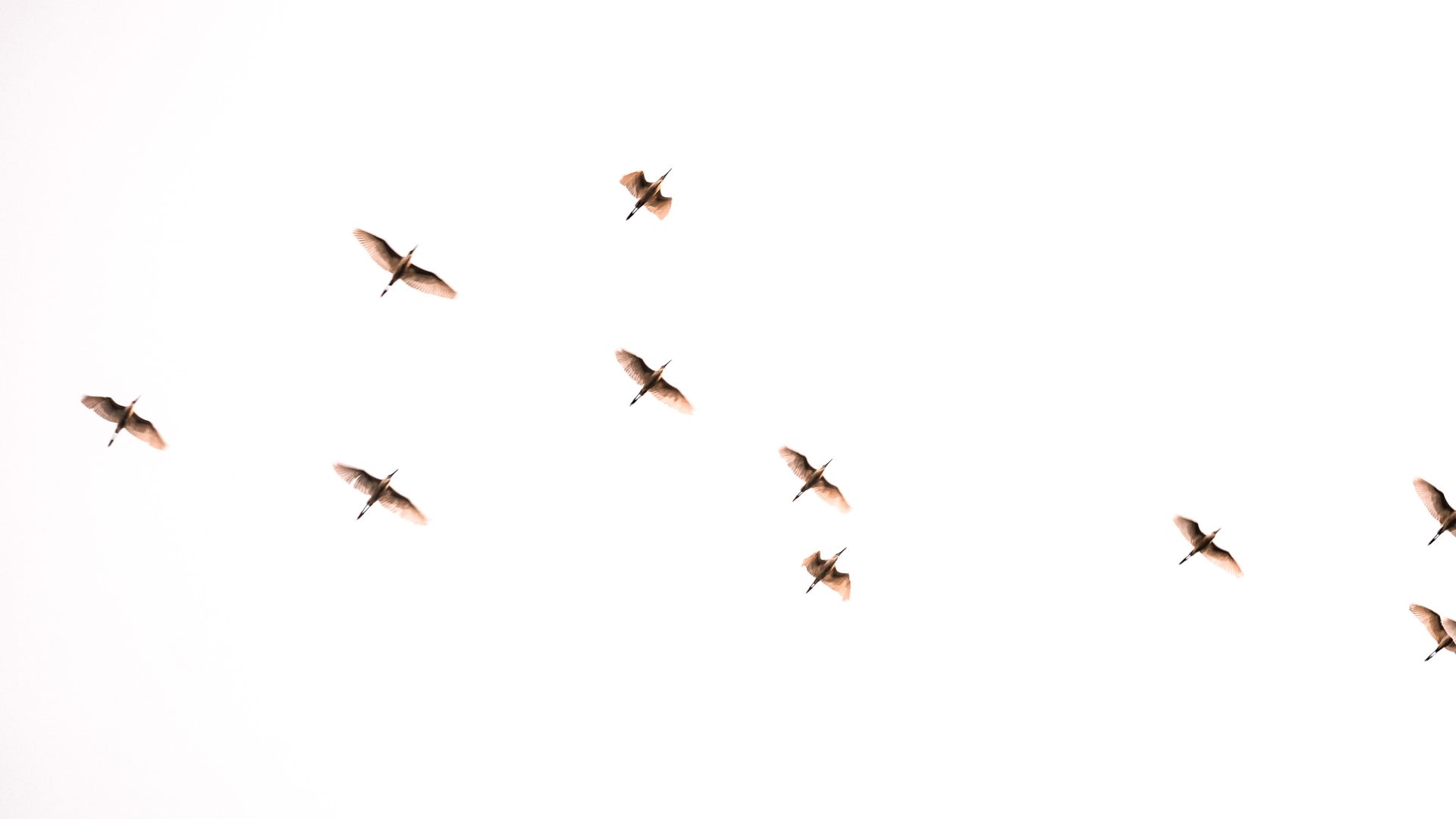 Birds flying in the sky.