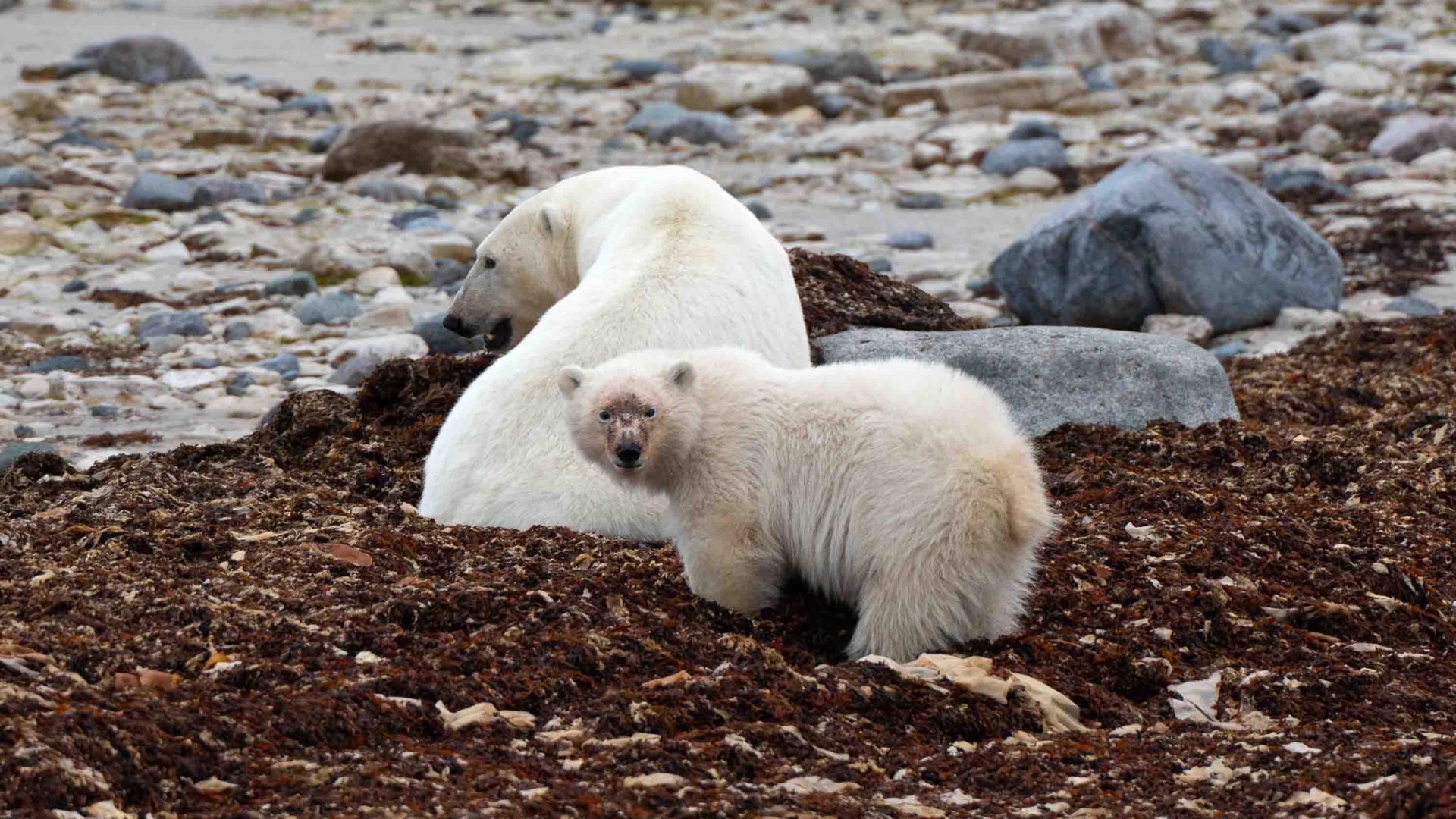 A female polar bear and her tub eat kelp.