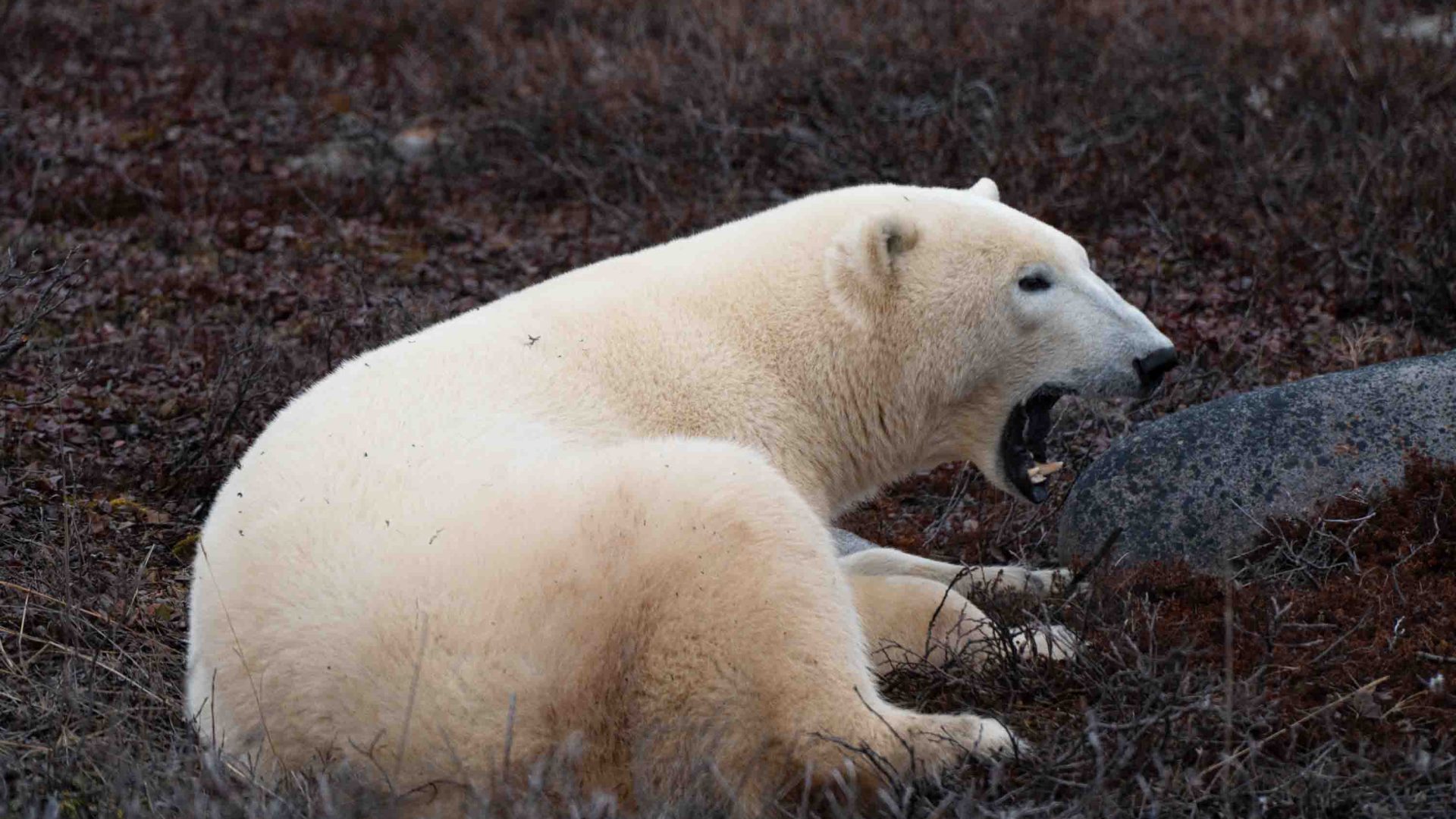 A polar bear with its mouth open sits on the ground.