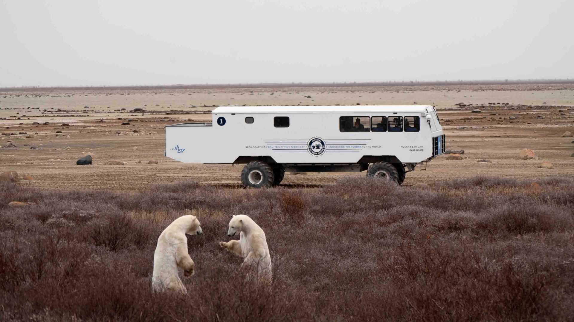 A tundra buggy passes by two polar bears.
