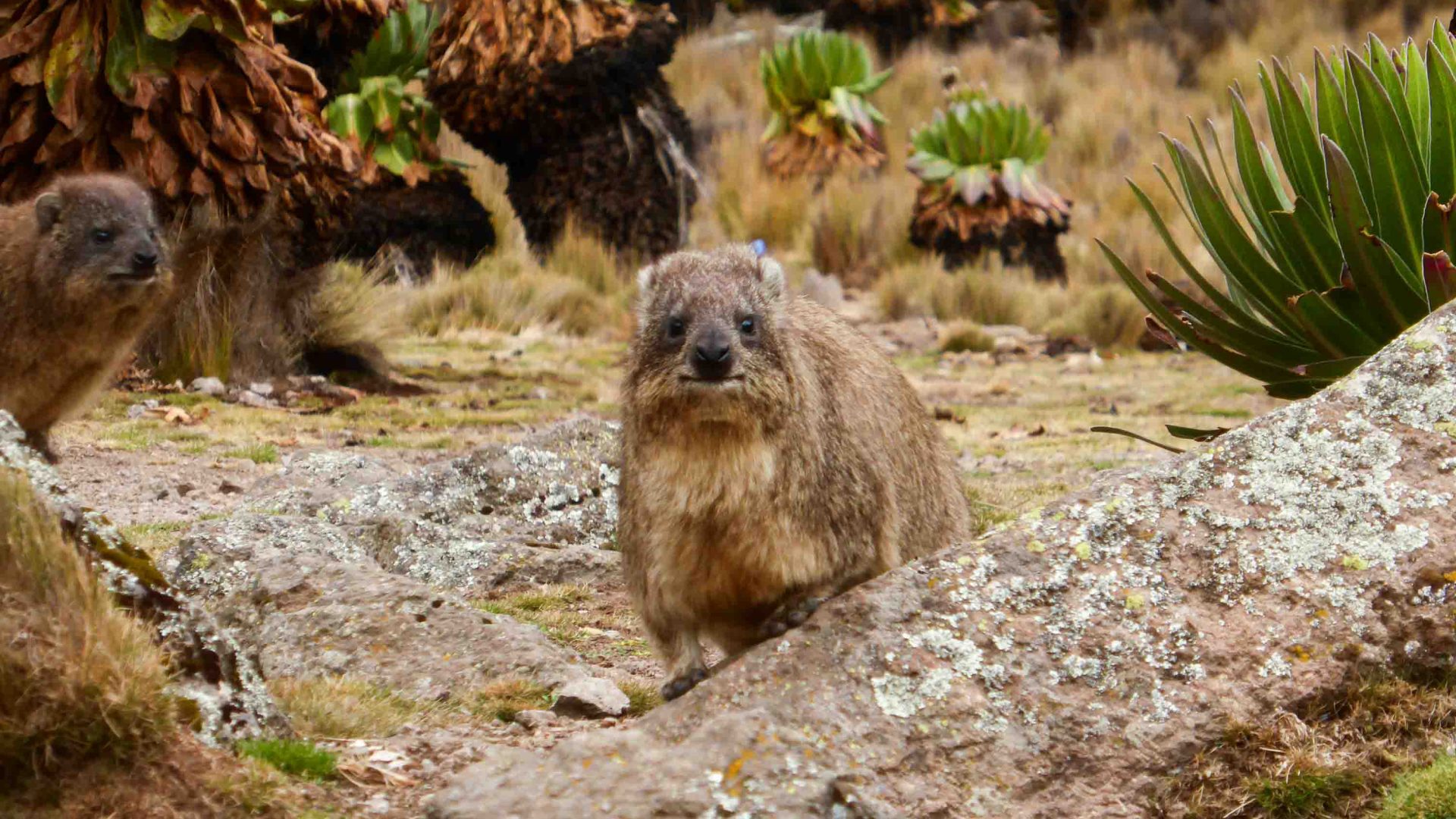 A hyrax stares at the camera from a rocky ground with plants nearby.