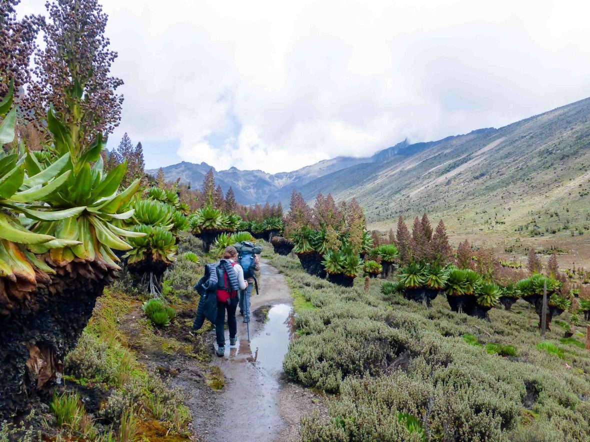 Two people hike up a mountain path.