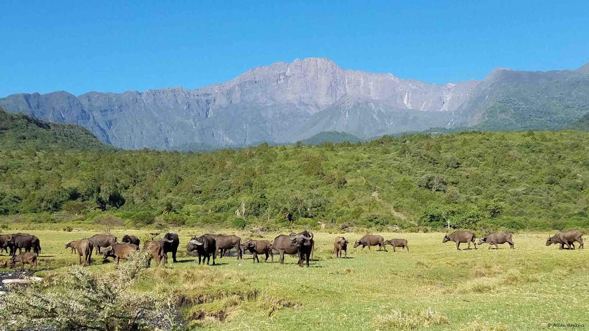 Buffalo eat grass in a field in front of a mountain.