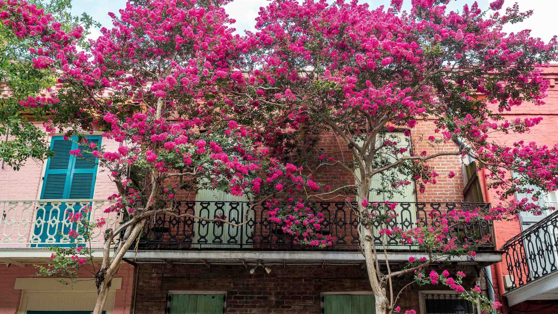 A pink and green building shrouded in bougainvillaea.