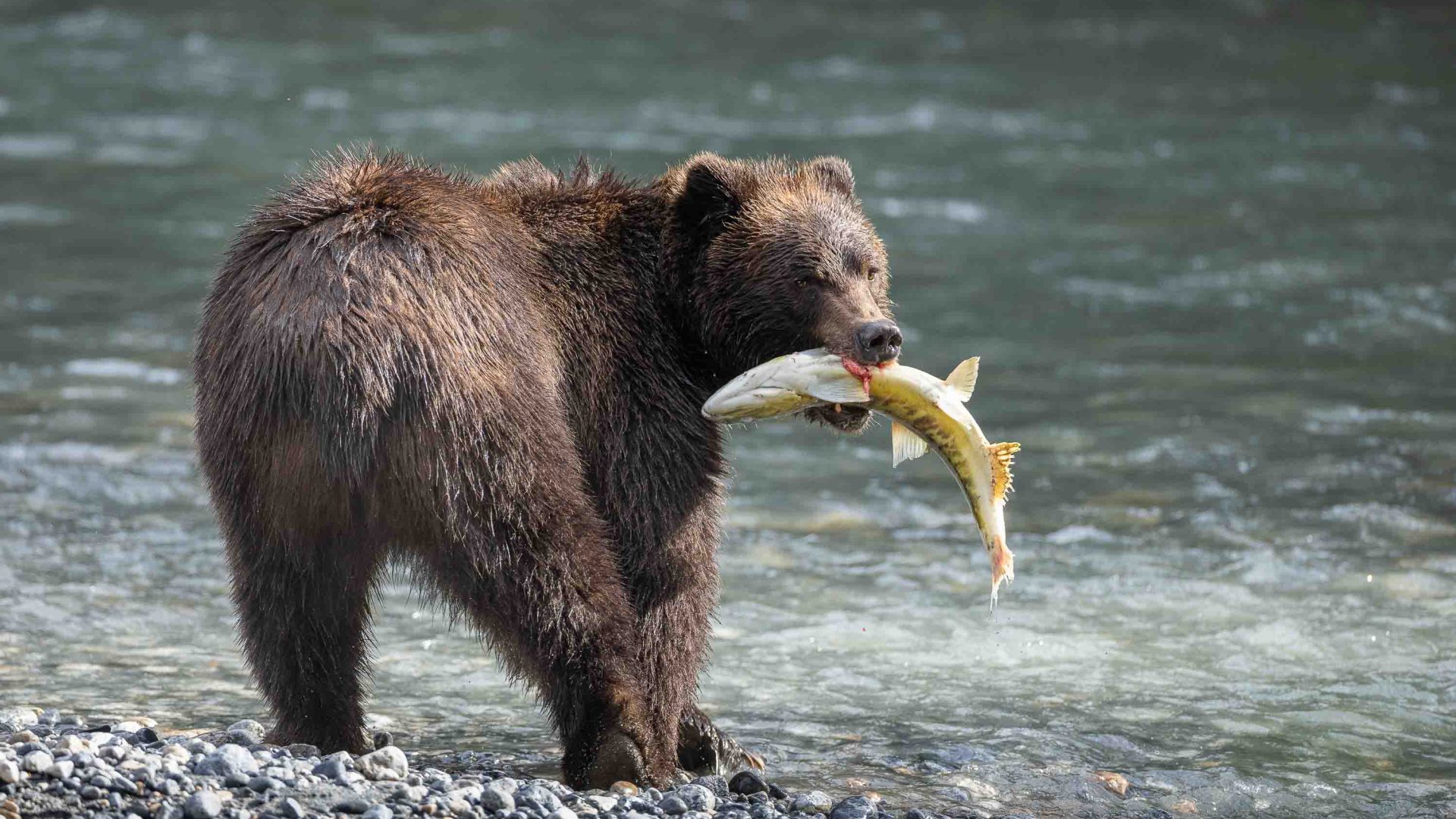 A grizzly holds fish in its mouth.