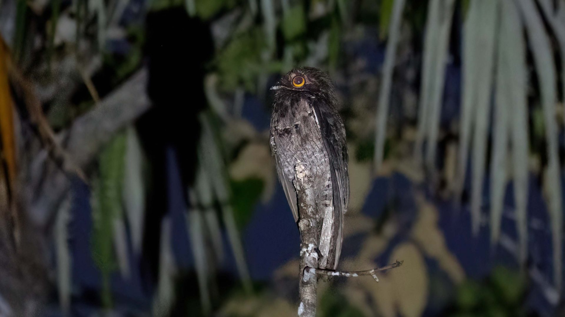 A dark coloured bird with big eyes sits in some trees.