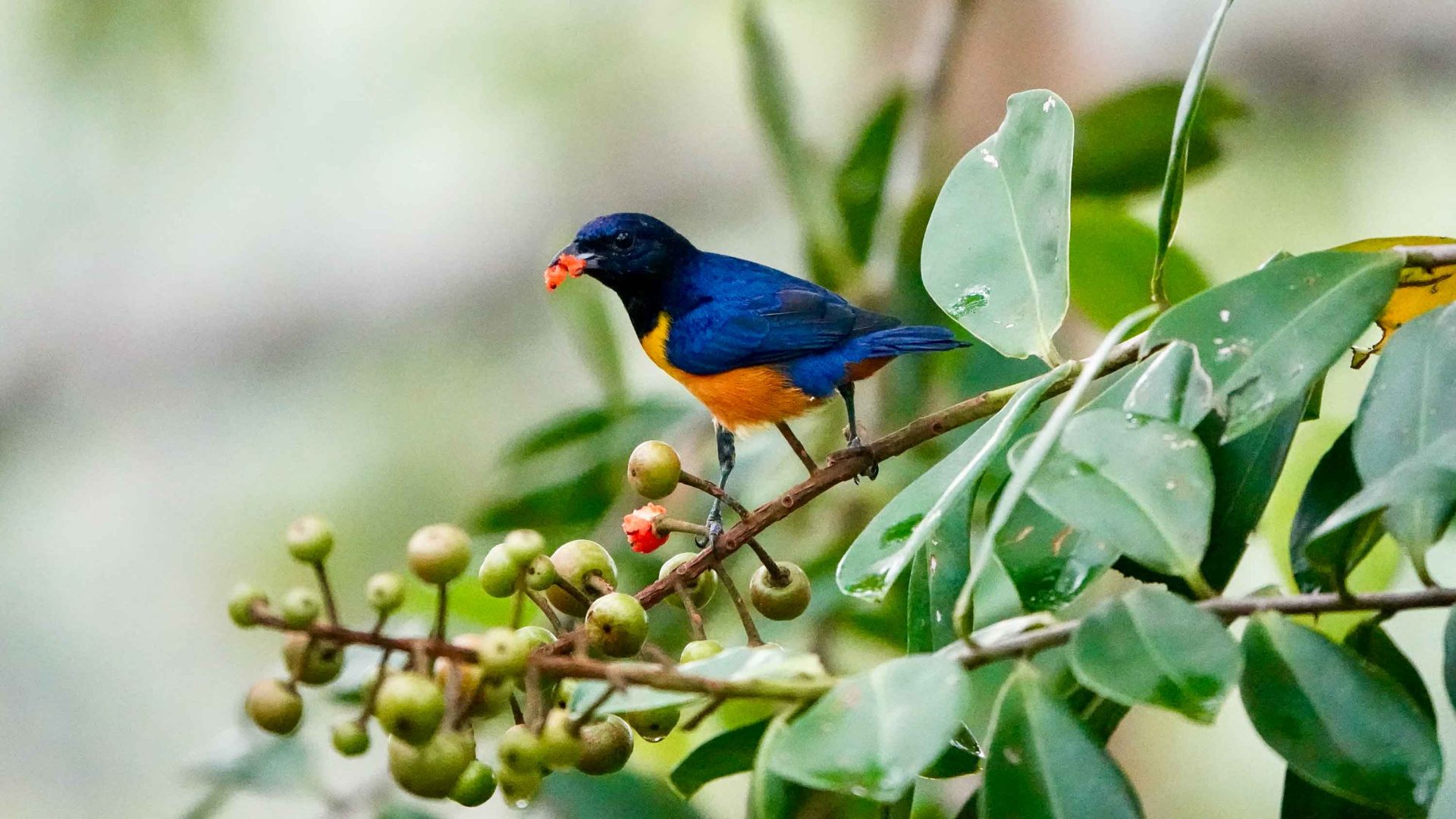 A blue and orange bird eats berries on a branch.