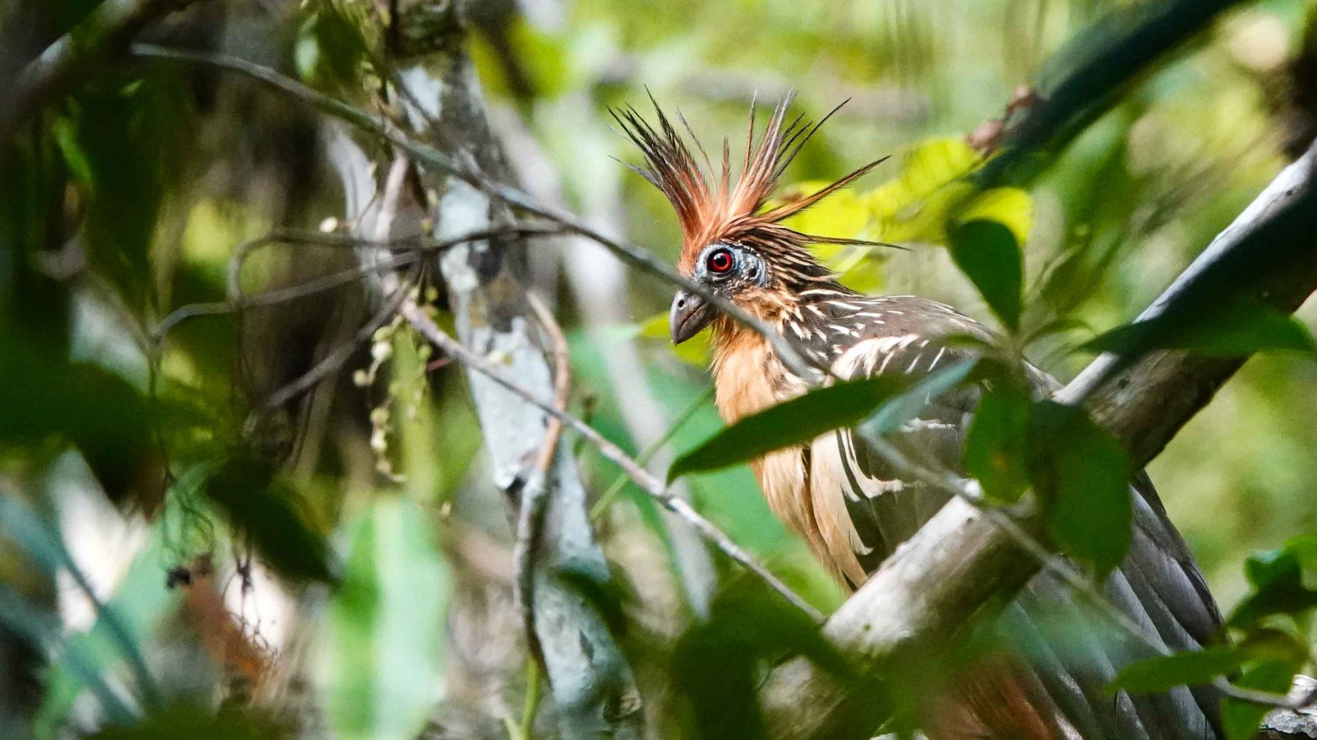 A bird that is orange and brown with a crest on its head, sits in a tree.
