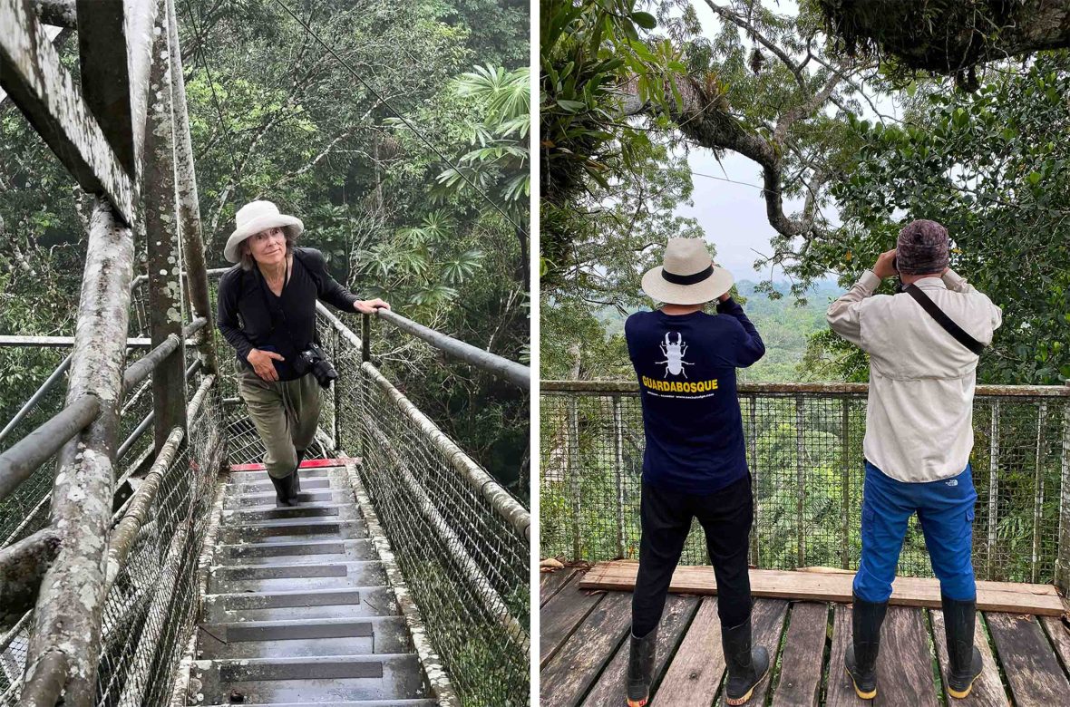 Left: A woman climbs stairs with binoculars. Right: The backs of two men are seen looking through binoculars to the trees.