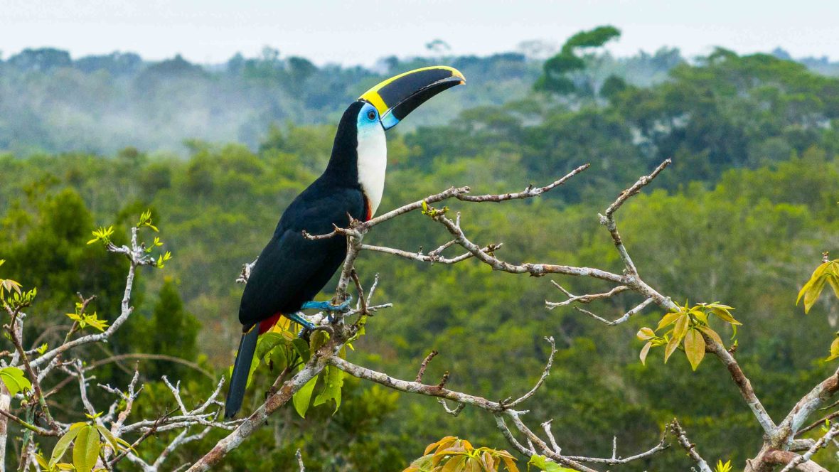 I can’t hear most birds—I’m profoundly hard of hearing—but high in Ecuador’s rainforest, I see them in all their glory