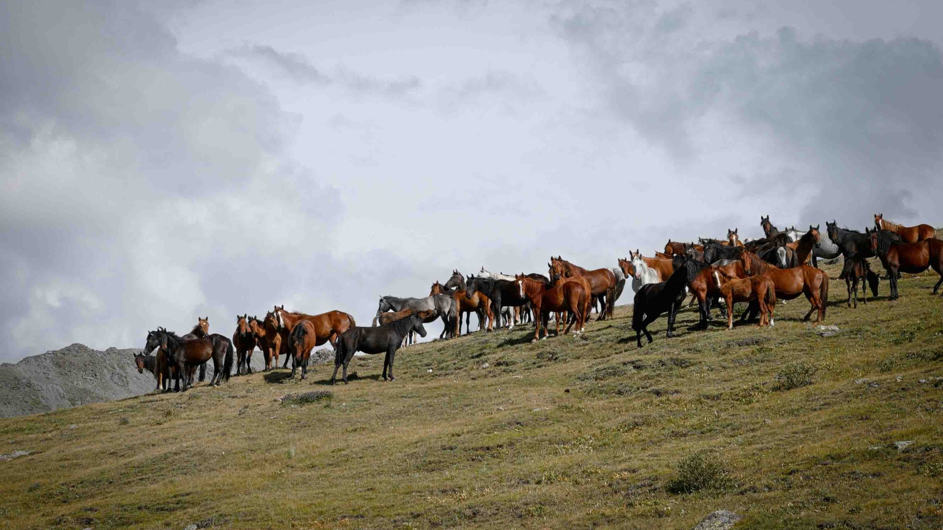 Horses on a hillside.