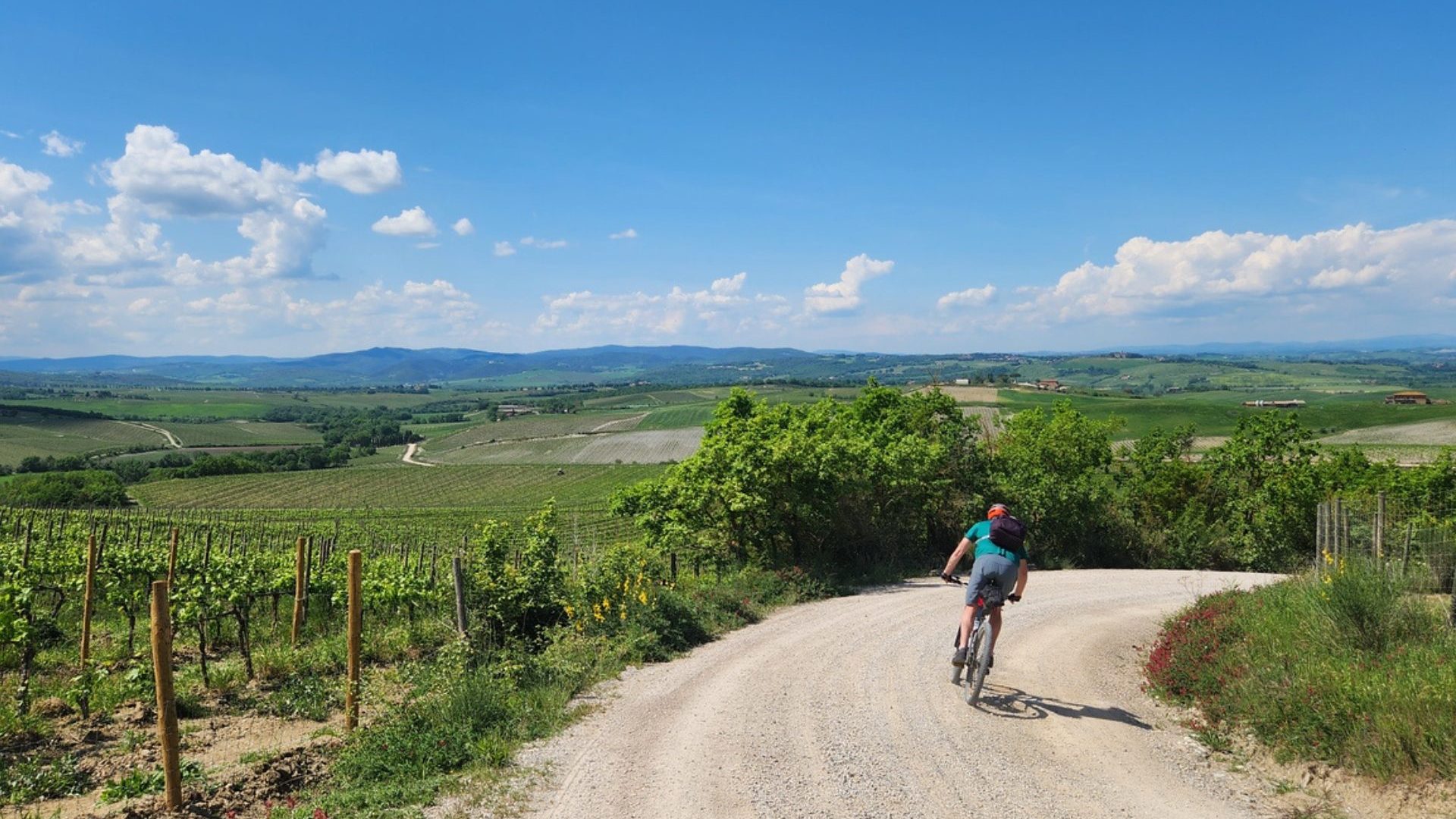 Cyclist riding gravel path passed vineyard.