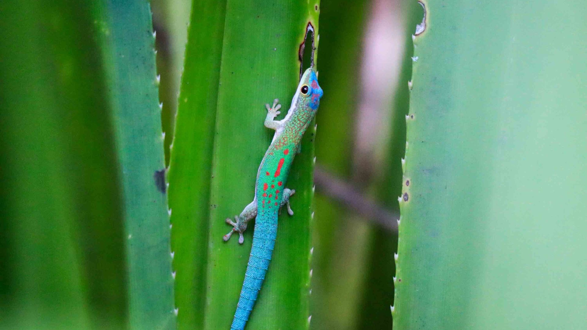 A gecko with green and other colors sits on the leaf of a green plant. It is close up.