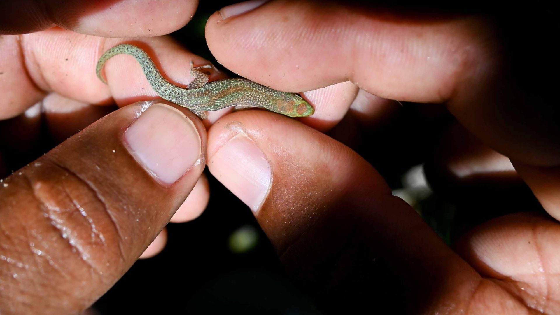 A gecko is carefully handled. The hands and gecko are the only things seen in the photo.