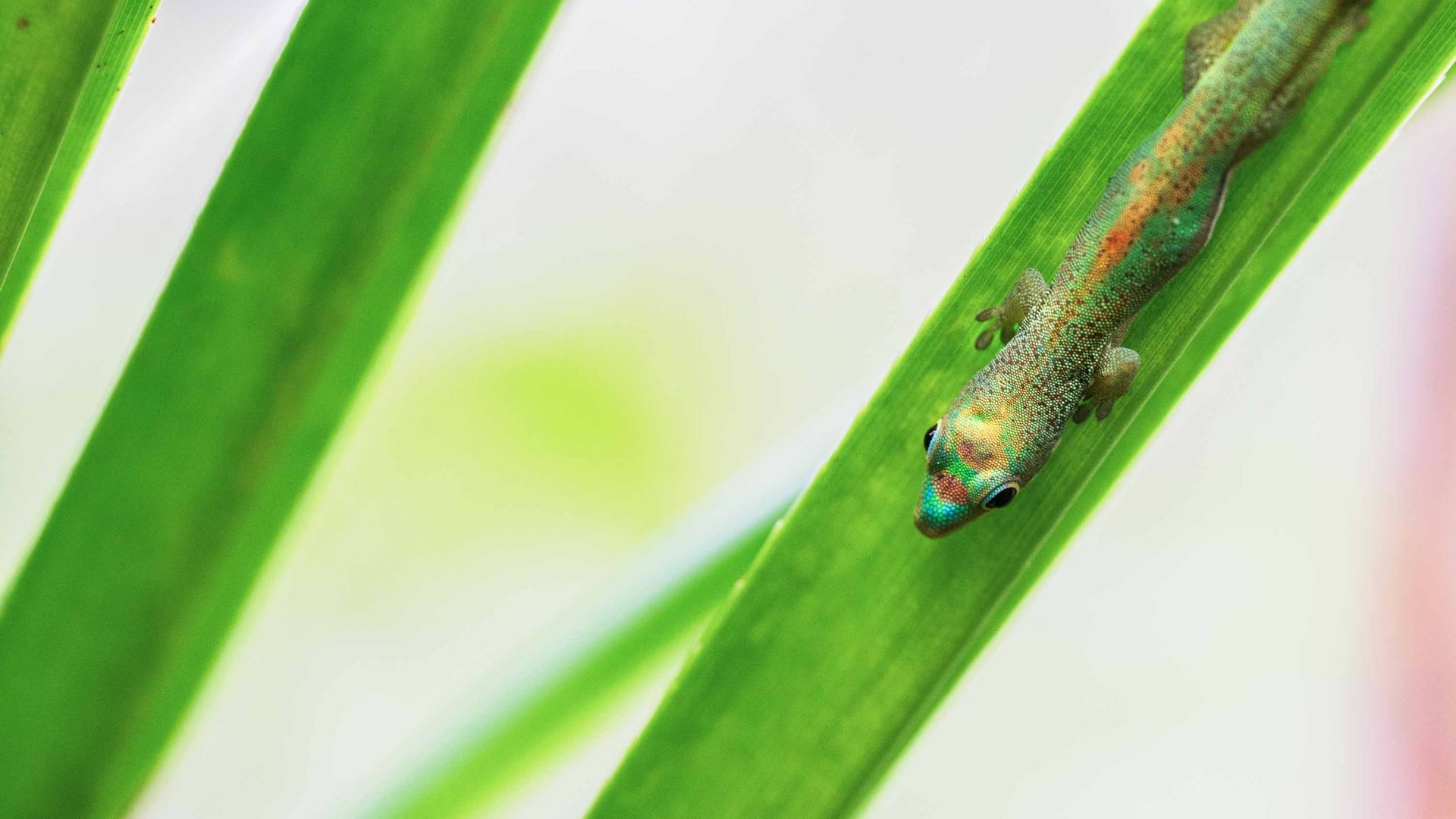 A gecko with green and other colors sits on the leaf of a green plant. It is close up.