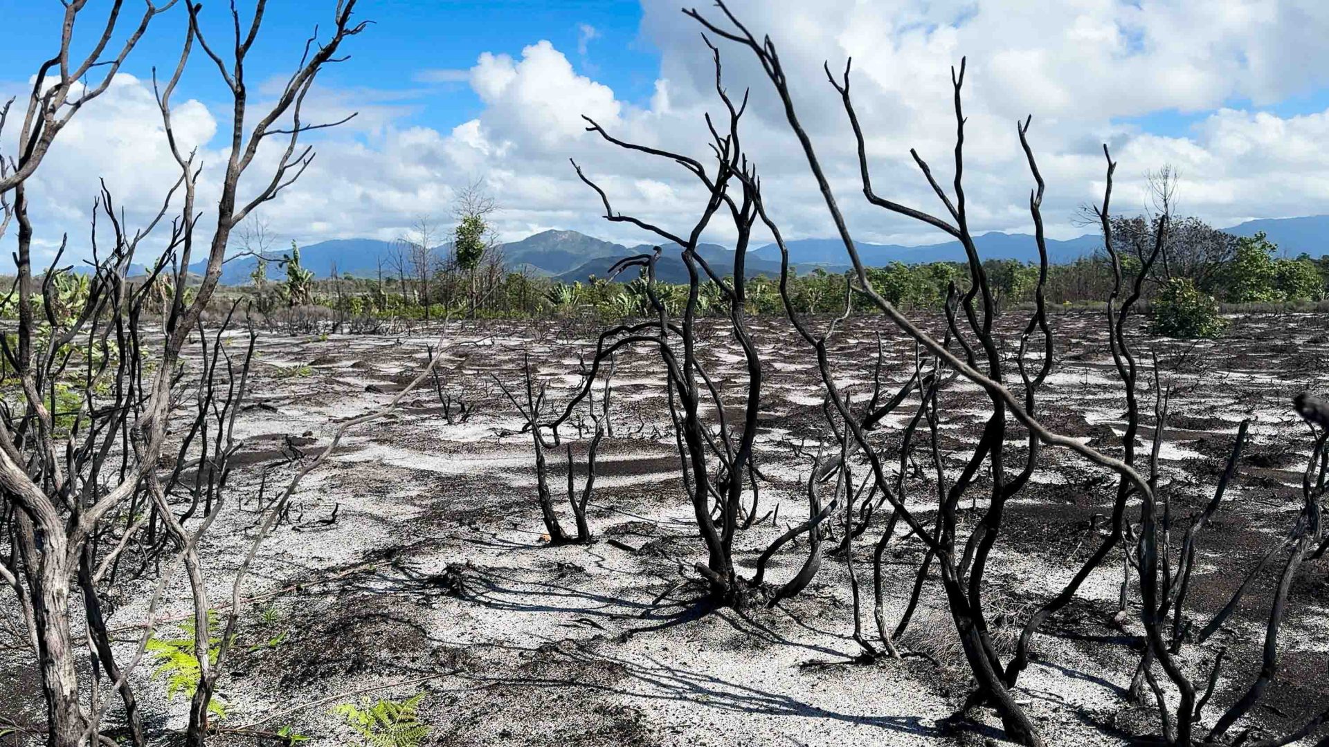 Burned trees dot an otherwise bare landscape. Forested hills though can be seen in the distance.