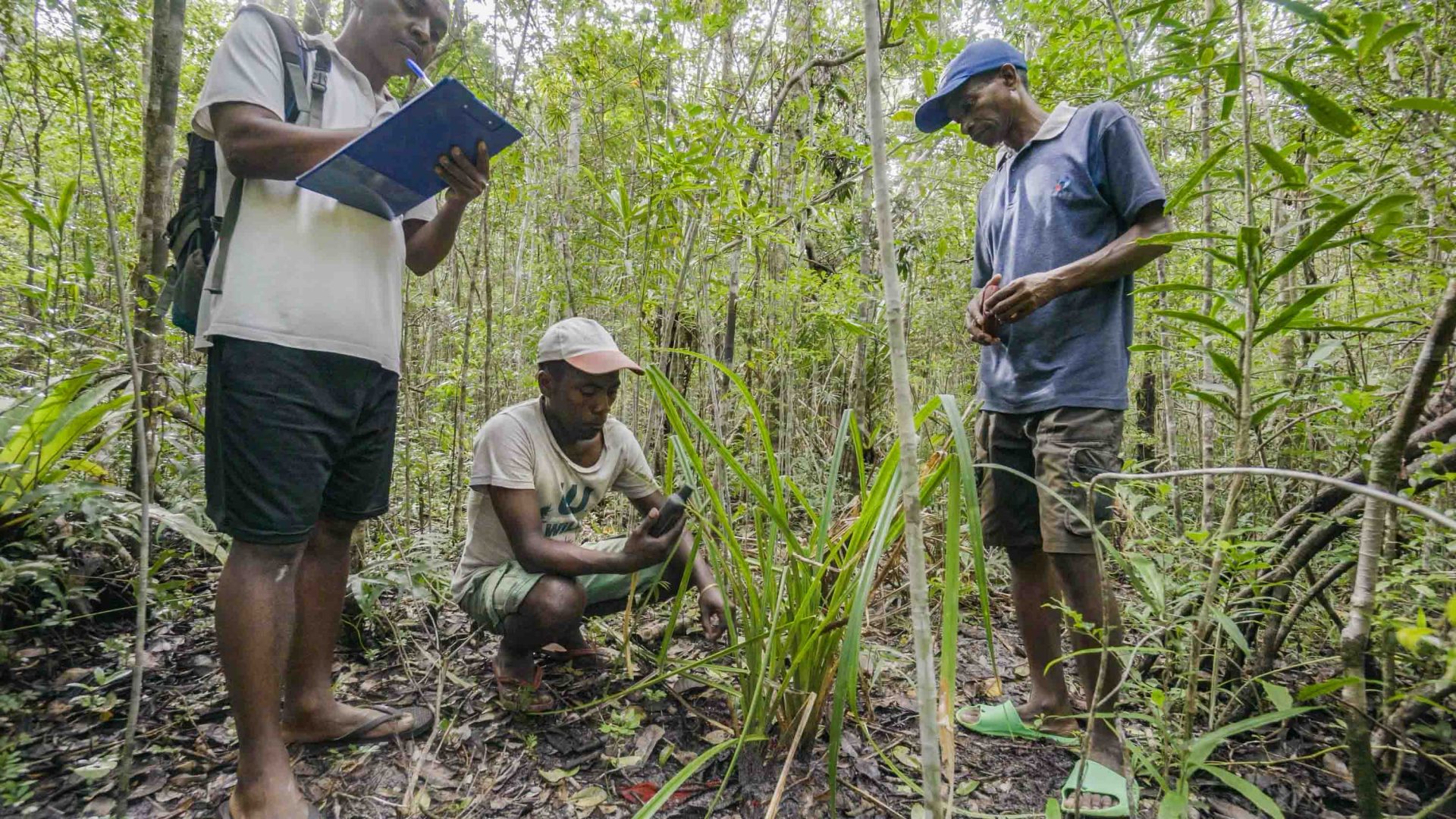 Three men look at a plant, one of them crouched down to plant level and one of them holding a notepad.