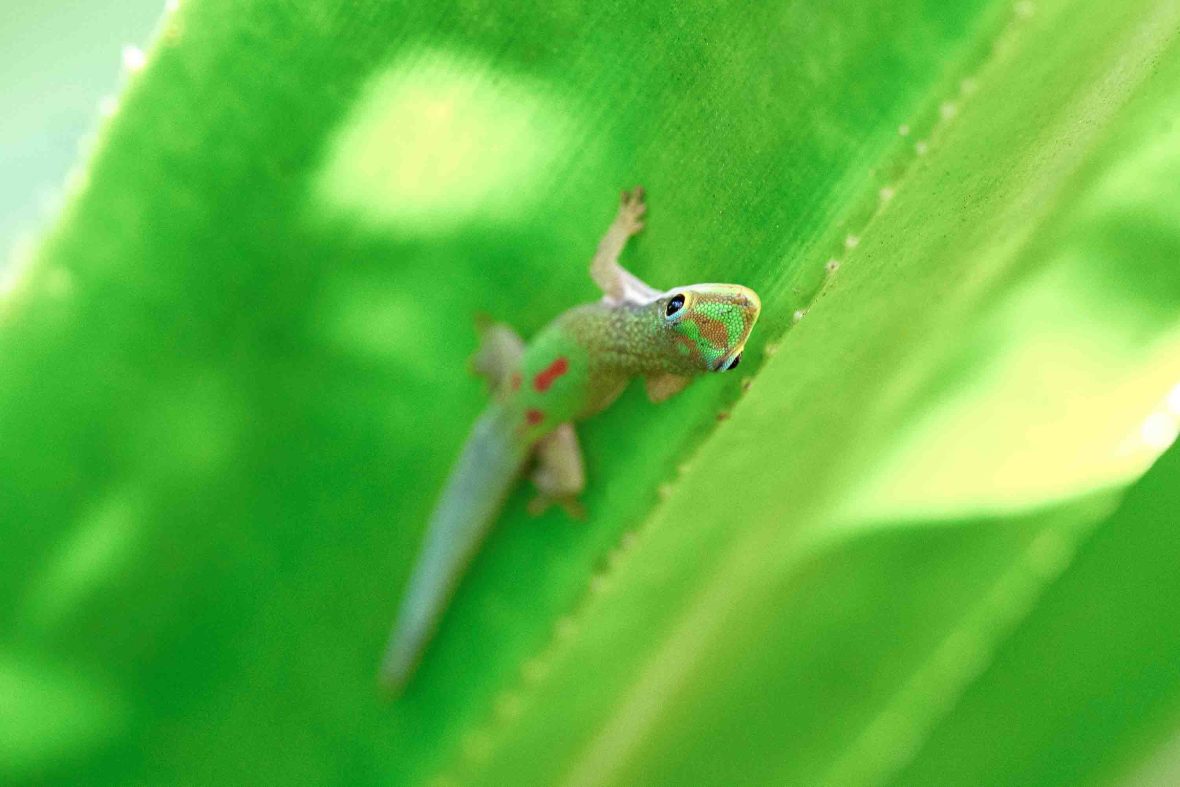 What does a tiny gecko reveal about Madagascar’s fragile future?