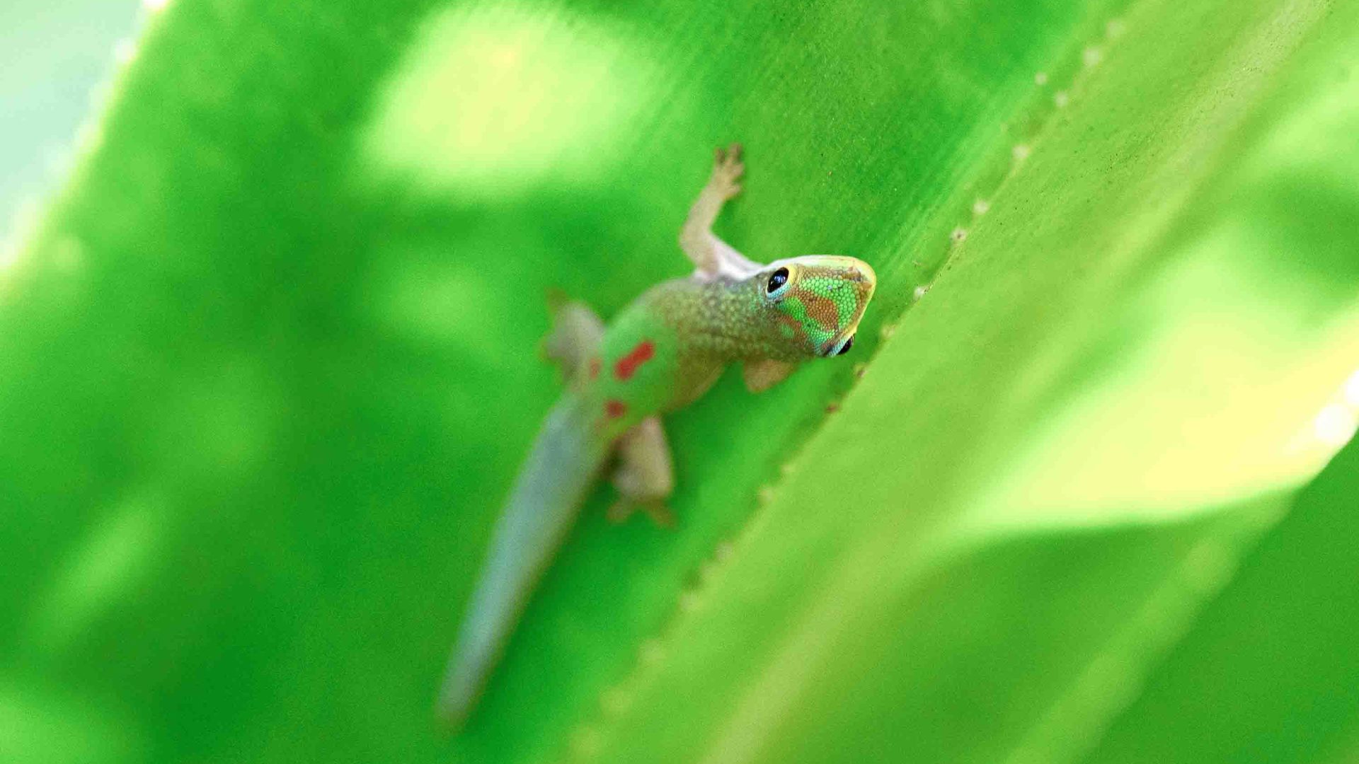 What does a tiny gecko reveal about Madagascar’s fragile future?