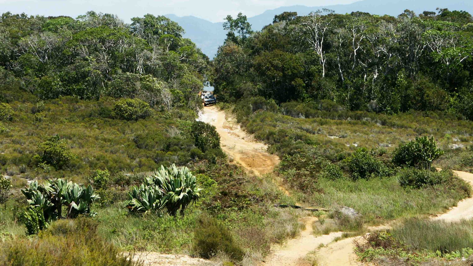 A yellow dirt road passes trough forest.