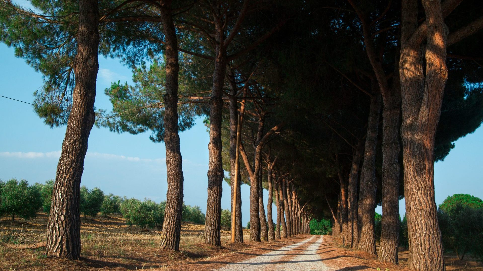 Dirt path lined with trees.