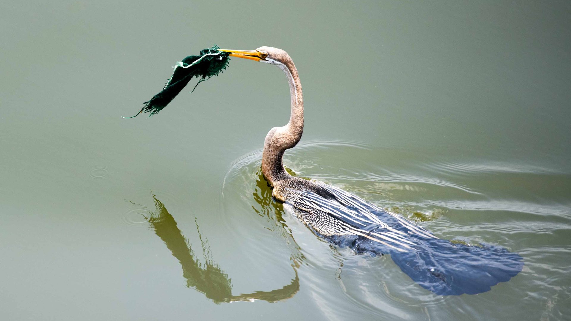 A bird in the water has some trash in its beak.