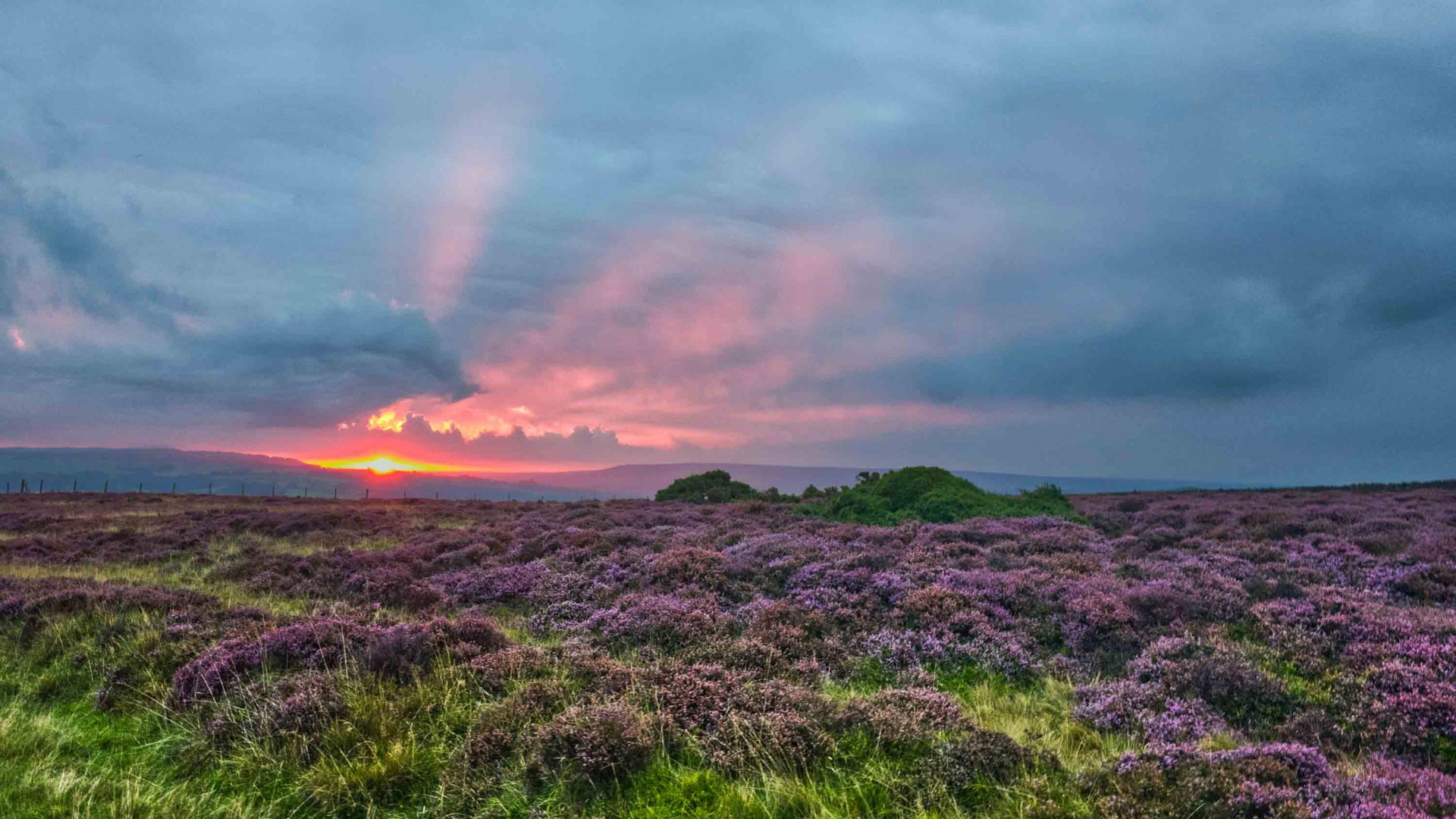 A sunset illuminates a sky above a field of purple flowers.