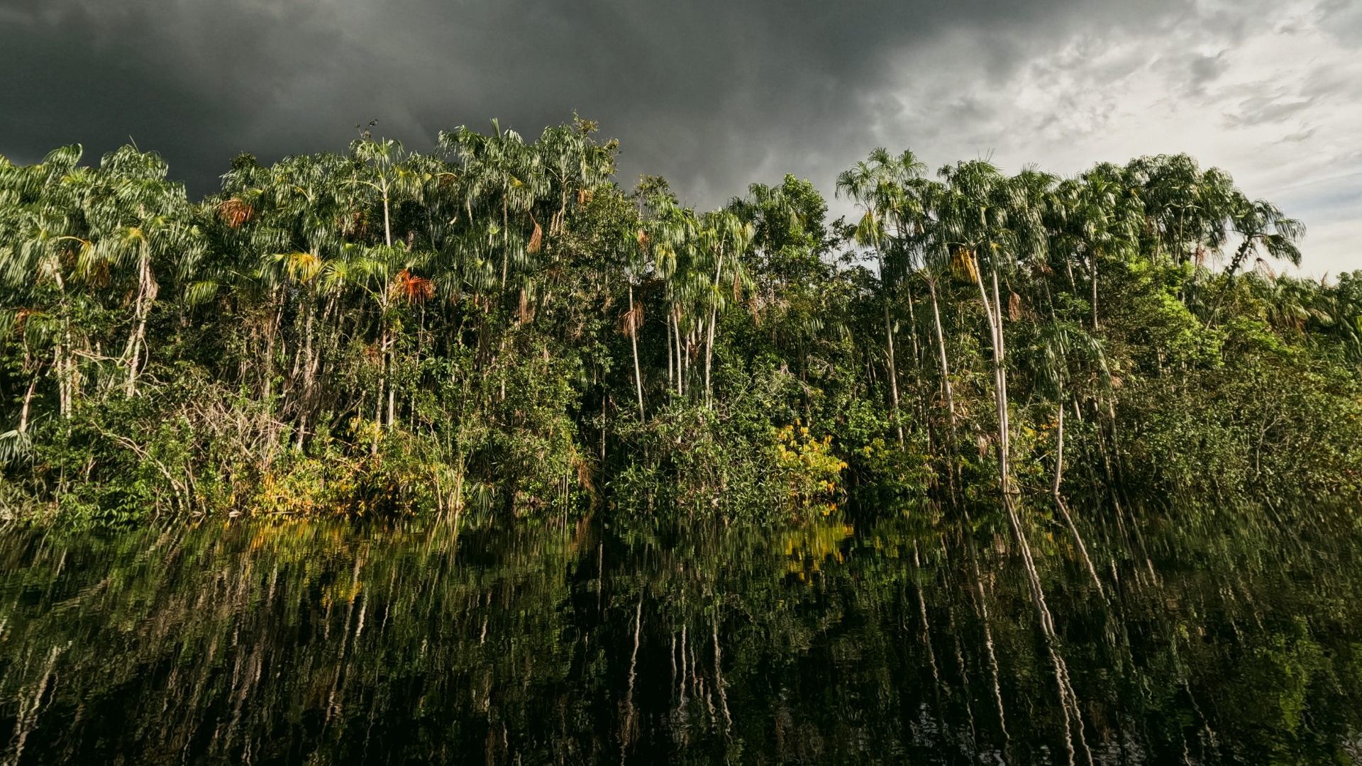 A green jungle framed by dark clouds above and dark water below.